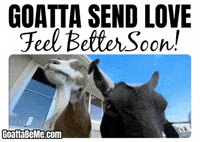Feel Better Get Well GIF by Goatta Be Me Goats! Adventures of Java, Toffee, Pumpkin and Cookie!