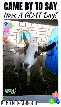 Good Day Goat GIF by Goatta Be Me Goats! Adventures of Java, Toffee, Pumpkin and Cookie!