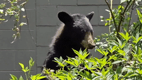 Bear Seen Feasting on Blueberry Bushes