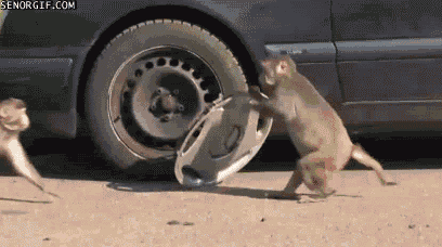 dustuncan giphyupload GIF