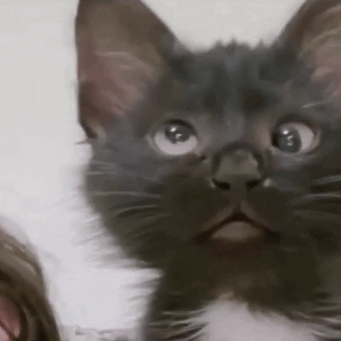 Kitty Cant Understand GIF