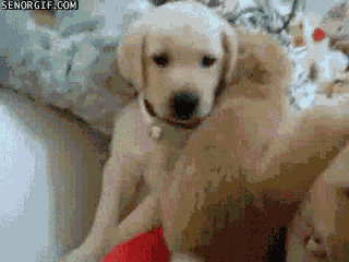 puppies rabbits GIF by Cheezburger