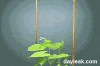 nature plant GIF