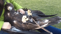 Golden Eagle Likes to Be Petted