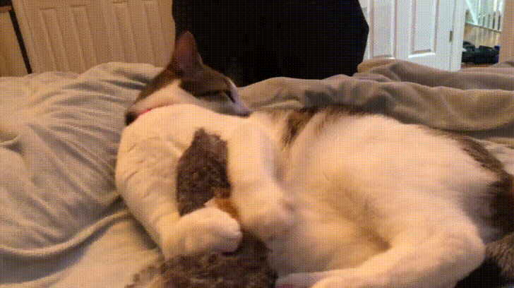 cat toy GIF