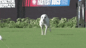 Dog Running GIF by American Kennel Club