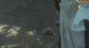 phantom der nacht vampyre GIF