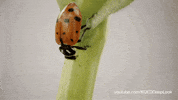 GIF by KQEDScience