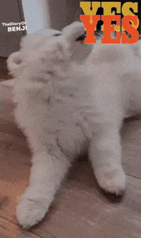 Deal Yes GIF