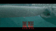 Shark Week Sharks GIF by Signature Entertainment
