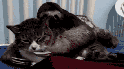 sloth GIF
