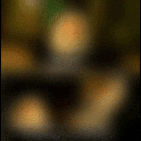 Penguins Of Madagascar Rico GIF