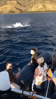'Whale, Hello!': Friendly Humpbacks Greet Boaters on Hawaii Coast