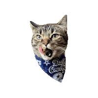 Dallas Cowboys Melon Sticker by Geekster Pets