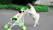 dog baby GIF