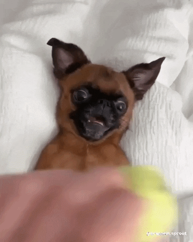 Happy Brussels Griffon GIF by Brussels.Sprout