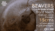 bbc one bear GIF by BBC