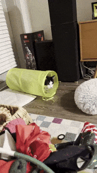rumorandlinus cat funny cat rumor tuxedo cat GIF