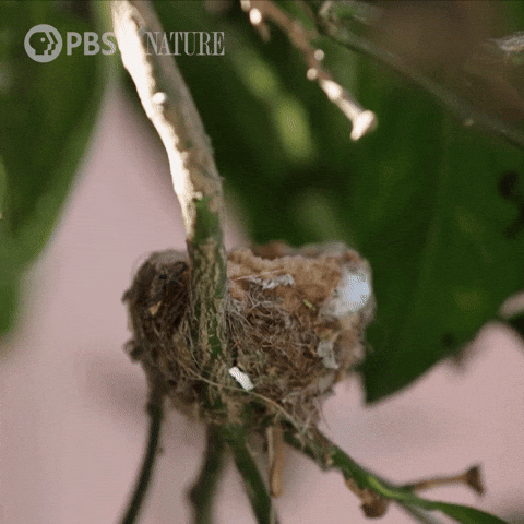 Pbs Nature Home GIF by Nature on PBS
