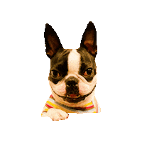 Dogs Sticker