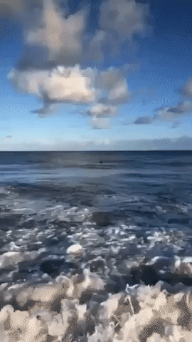 Classic Australia: Kangaroo Goes For Early Morning Dip in the Ocean