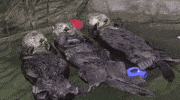 marinemammalrescue friends floating buddies otters GIF