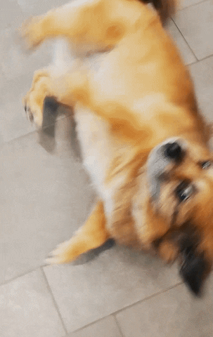 NordseebadDangast giphyupload GIF