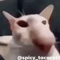 Cat Fun GIF