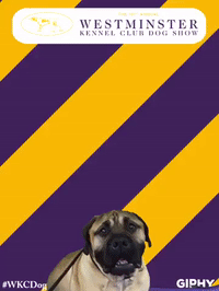 wkcdogshow GIF by Westminster Kennel Club