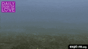 baby animal love GIF by explore.org