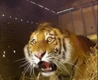 Shocked No Way GIF