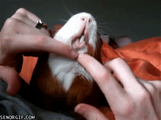 guinea pigs scratches GIF by Cheezburger