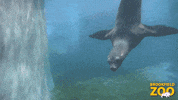 Im Late Watch Me GIF by Brookfield Zoo