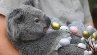 Young Koala Elsa Celebrates First Easter