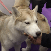 dog show dogs GIF by Westminster Kennel Club
