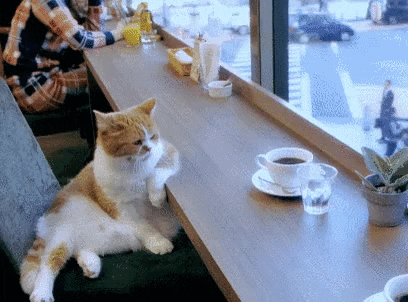 Video gif. Cat sits on a stool at a cafe counter near a window looking out at a busy city. The cat lounges on the stool, propping his arm on the counter very coolly, a cup of coffee and a glass of water in front of him.
