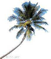 Tree Coconut Sticker by Bliss Maldives