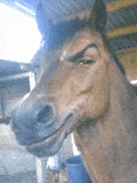Horse Stare GIF