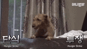 SBSTVAnimal dog animal korea sbs GIF