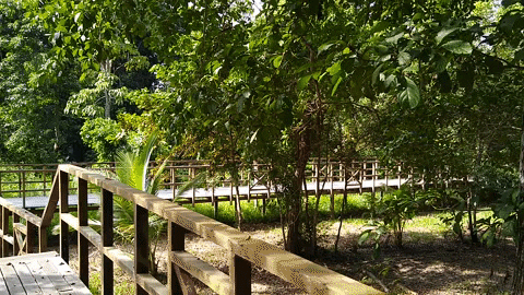 Mashwa giphyupload pucallpa biofilia peruvian amazon GIF