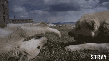 Dogs Love GIF by Magnolia Pictures