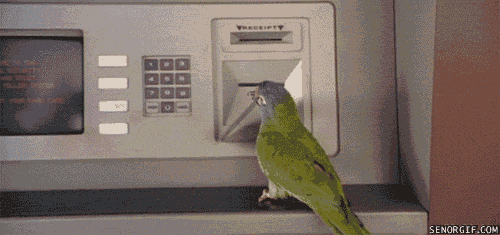 Money Bird GIF