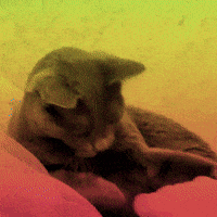 Cat Biting GIF