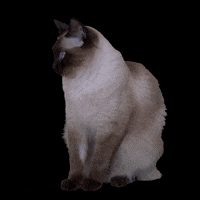 vandehart cat cats lola ragdoll GIF