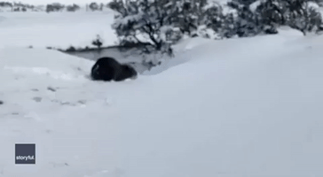 Determined Wombat Waddles Through Tasmanian Snow