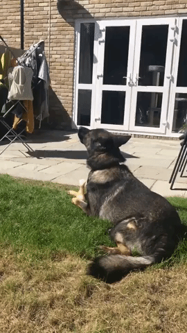 Hardworking Police Dog Finds It Hard to Switch Off