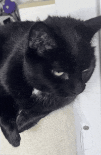 Uh Oh Cat GIF