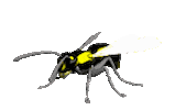 animations bug STICKER