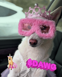Dog Dawg GIF