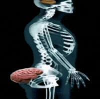 Assbrain GIF